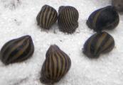 Snail Neritina Zebra sp.